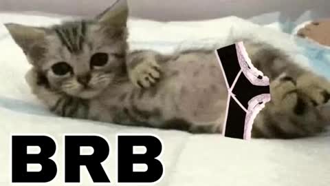 miko3 online show from 02.03.26