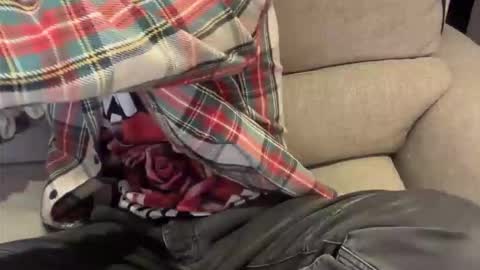 alexthetree online show from 04.20.26