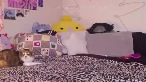 amia mia online show from 01.14.26