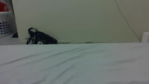 needoh online show from 03.27.26