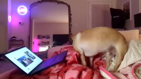 BigBear4Cuddles online show from 05.23.26