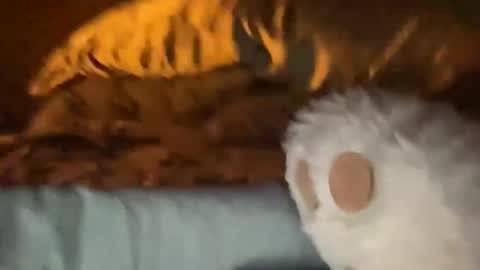 Snapshot of biggahhdihhh chatting on 04.09.26 biggahhdihhh online show from 04.09.26