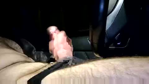 bigpapa2492 online show from 01.25.25