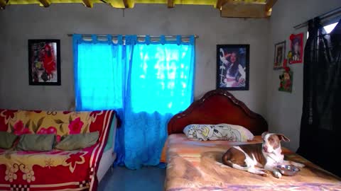 Black Panther online show from 12.18.25