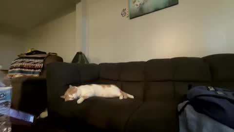 bluebloodednorsewitch online show from 10.16.25