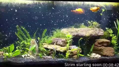 Booker Baxton online show from 10.29.25