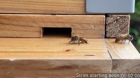 Booker Baxton online show from 12.14.25