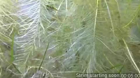 Booker Baxton online show from 02.11.26