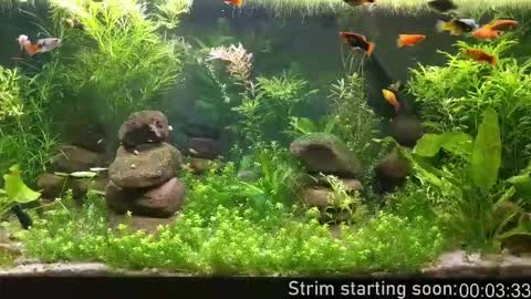 Booker Baxton online show from 02.18.26