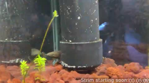 Booker Baxton online show from 02.28.26