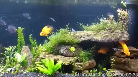 Booker Baxton online show from 03.26.26