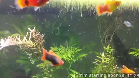 Booker Baxton online show from 04.07.26