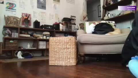 boywithbug online show from 03.12.25