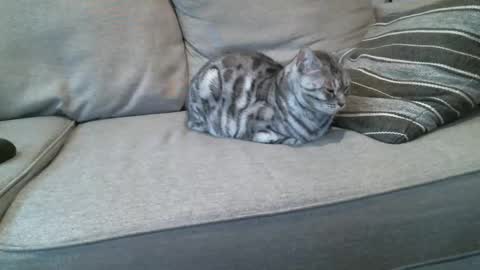 Snapshot of buck_camstar chatting on 01.08.25 Buck online show from 01.08.25