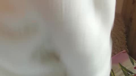 Snapshot of candylady13 chatting on 12.14.24 say meow and send tips  online show from 12.14.24