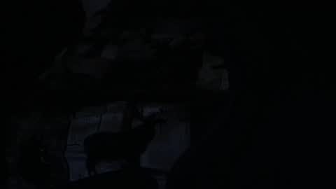 cooley77701 online show from 02.05.26