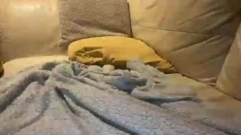 Cumfar online show from 12.18.25