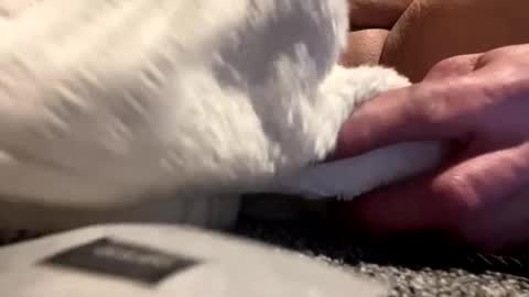 Aprilia online show from 01.25.25