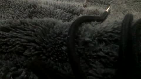 Snapshot of cutcockguy1975 chatting on 01.23.25 Steve online show from 01.23.25