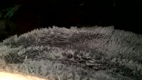 Snapshot of cutcockguy1975 chatting on 03.11.25 Steve online show from 03.11.25