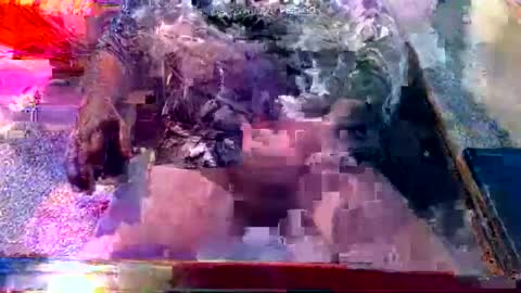 Snapshot of dabaatendae chatting on 02.02.25 dabaatendae online show from 02.02.25