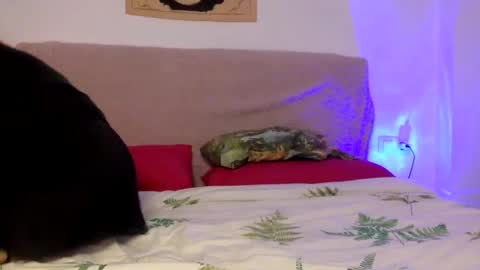 dafnesqueeze online show from 01.07.25