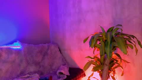 danita_veelz online show from 06.05.26