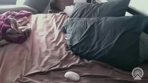 DCTeamFucker online show from 02.14.26