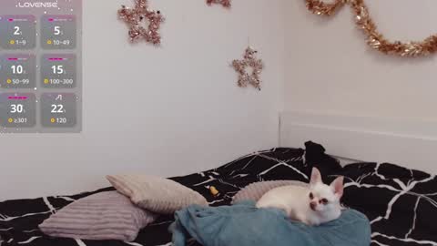 Snapshot of demiamour chatting on 12.25.24 Demi. not your babybabebb and other shit online show from 12.25.24