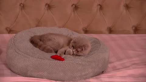 Ela online show from 01.12.26