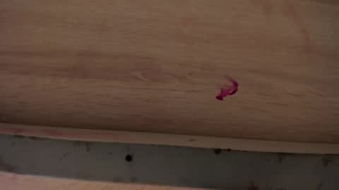 Snapshot of dylanroyce_ chatting on 04.01.26 dylanroyce_ online show from 04.01.26