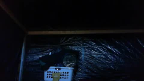 ebear1 online show from 02.27.25