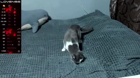 Eva online show from 01.09.25