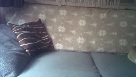 Jane and Findo online show from 01.25.25