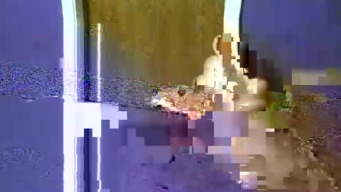 Snapshot of flex480 chatting on 02.17.26 flex480 online show from 02.17.26