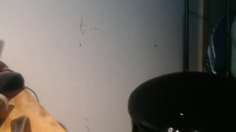 forestnymphpdx online show from 01.30.25