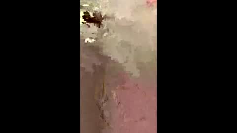 Snapshot of freelingling chatting on 12.02.25 freelingling online show from 12.02.25