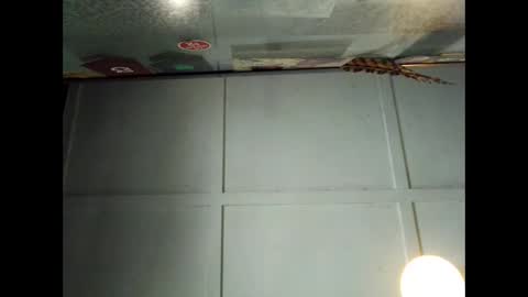 Warwick online show from 09.29.25