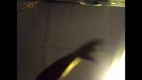 Warwick online show from 10.28.25