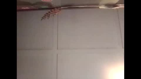 Warwick online show from 10.30.25