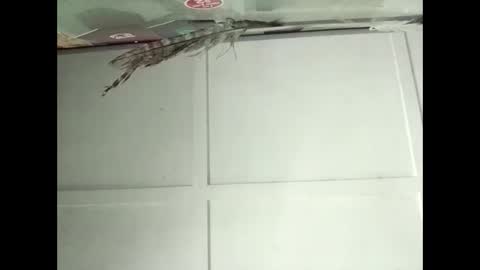 Warwick online show from 11.12.25