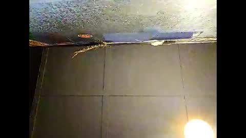 Warwick online show from 11.30.25