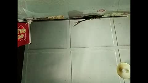 Warwick online show from 12.03.25