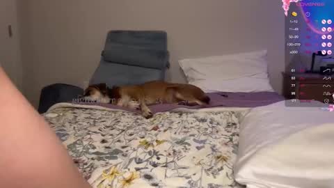 gigi online show from 02.05.25