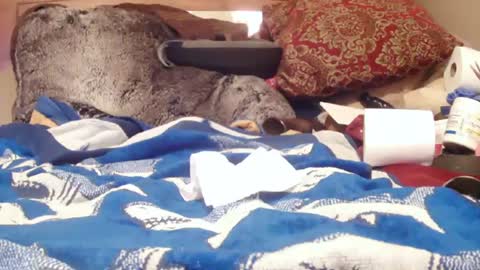 Snapshot of goodbootaye chatting on 02.01.25 Juicy Booty online show from 02.01.25