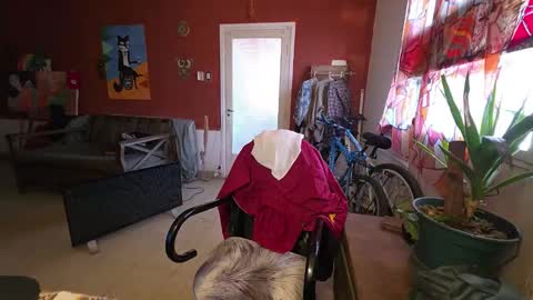 Snapshot of gringodelicius chatting on 05.19.26 gringodelicius online show from 05.19.26
