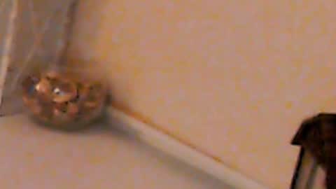 Snapshot of heaven_chloe chatting on 02.04.25 Heaven girl online show from 02.04.25