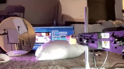 Snapshot of hectorramirezxxx chatting on 12.15.25 LockedThug online show from 12.15.25