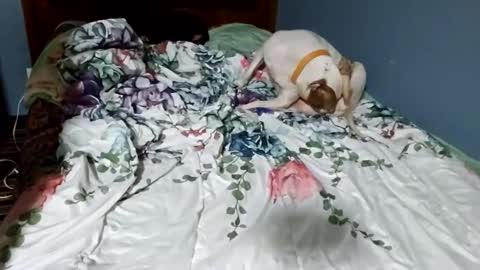 hippiesoul204 online show from 02.15.25