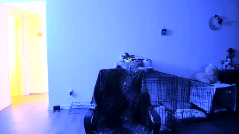 Bella Bloom online show from 07.25.26